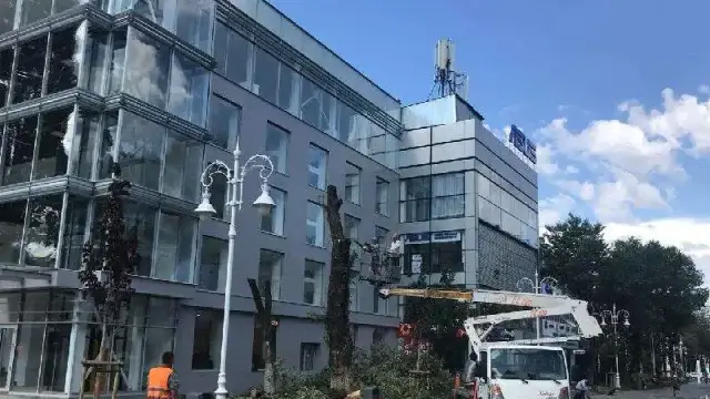 Здоровые карагачи вырубают на Арбате в Алматы