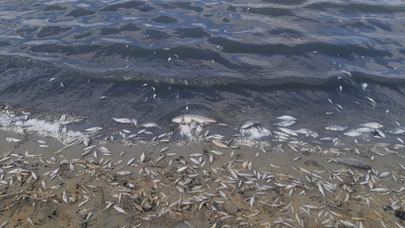 Гибель рыб на озере Токпан