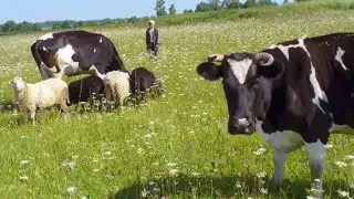 Скот, корова, овец
