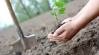 высадка деревьев