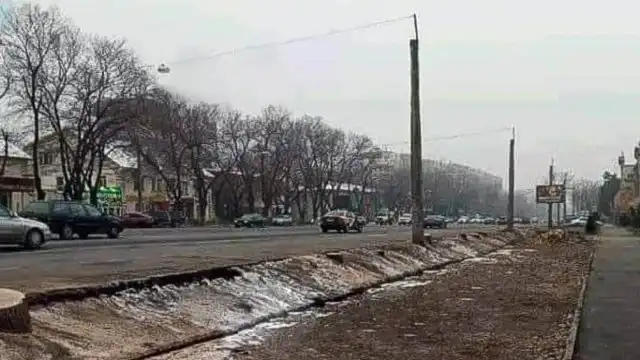 Токаев обратил внимание на вырубку здоровых деревьев в Алматы