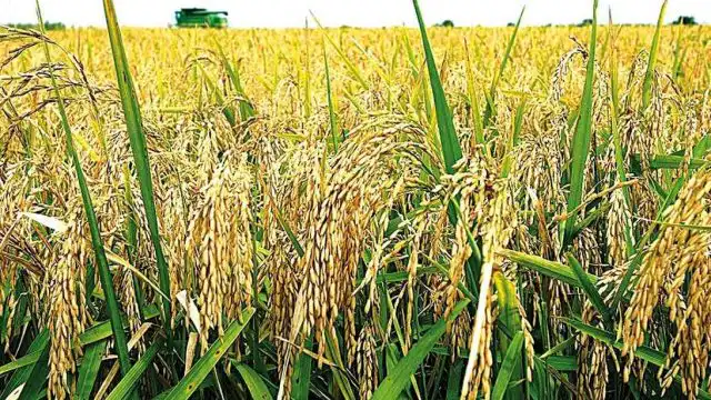 В Кызылорде в результате диверсификации выпускаются новые виды продукции