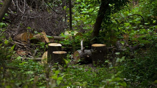 Штраф за вырубку деревьев в Казахстане увеличат в 5 раз