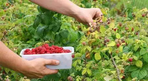 Власти ЗКО призывают жителей сажать сады