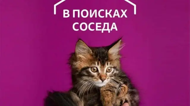 Годовой запас корма от Whiskas: в Алматы прошла акция для любителей кошек