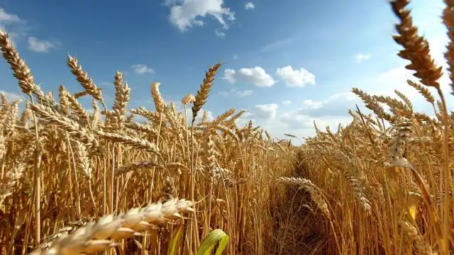 Экспорт зерна и муки из Казахстана достиг рекордных объемов
