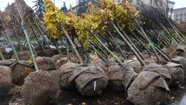 «Таза Қазақстан»: в стране высадили 1,6 млрд деревьев