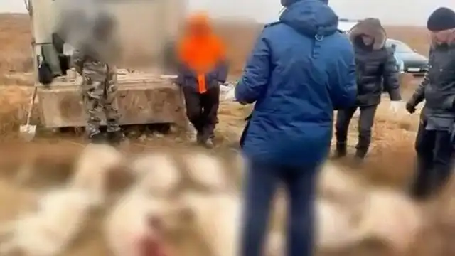 В Актюбинской области задержали браконьеров с 14 тушами сайги