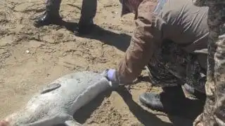 На побережье Каспия в Мангистауской области нашли 20 туш тюленей