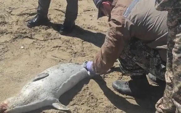 На побережье Каспия в Мангистауской области нашли 20 туш тюленей