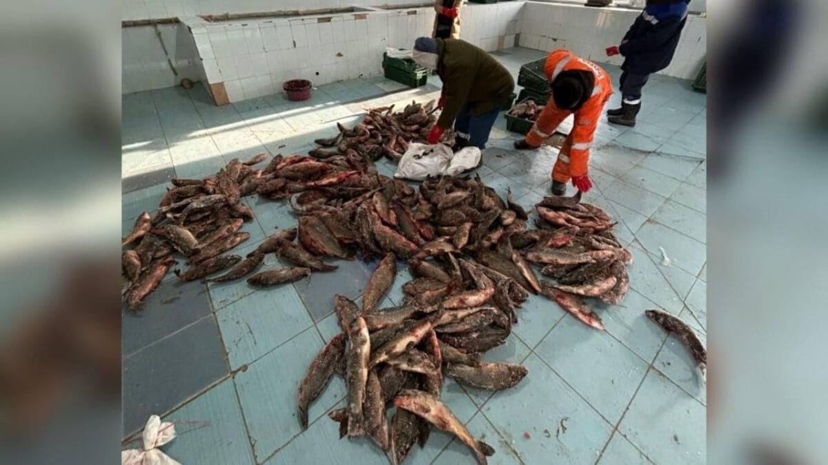 Власти Казахстана готовят крупные инвестиции в рыбную отрасль