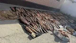 Более 4 тонн рыбы изъяли у браконьеров в Атырауской области