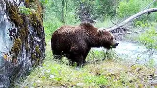 Тянь-шаньский бурый медведь попал на видео в Жонгар-Алатауском нацпарке