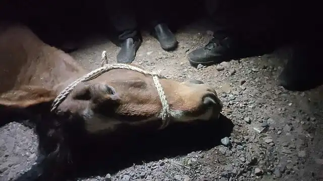 Более 1,8 млн тенге взыскали с хозяйки лошади после ДТП в Жамбылской области