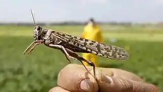 Казахстанские и китайские ученые успешно испытали новый препарат против саранчи