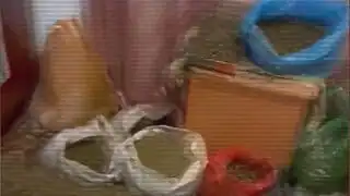 Арбузы как прикрытие: в Шымкенте ликвидировали наркоплантацию