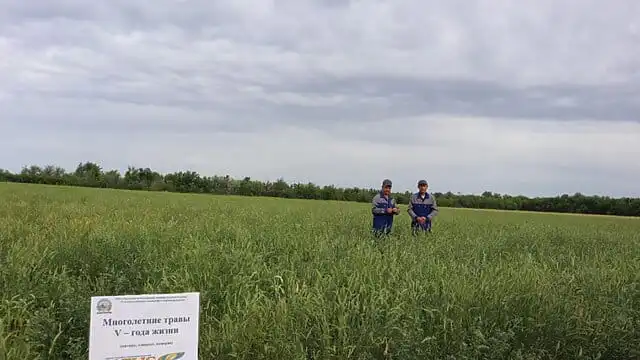Казахстанские ученые запатентовали новый способ восстановления пастбищ